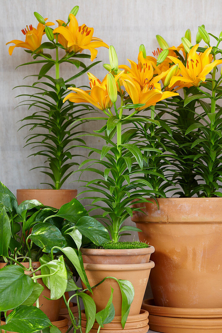 Lilium yellow