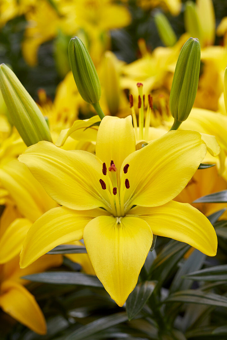 Lilium 'Classic Joy'