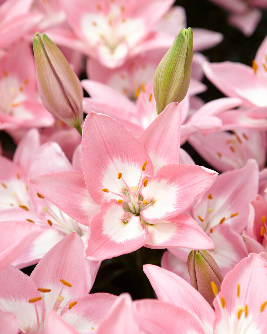 Lilium Confetti Joy