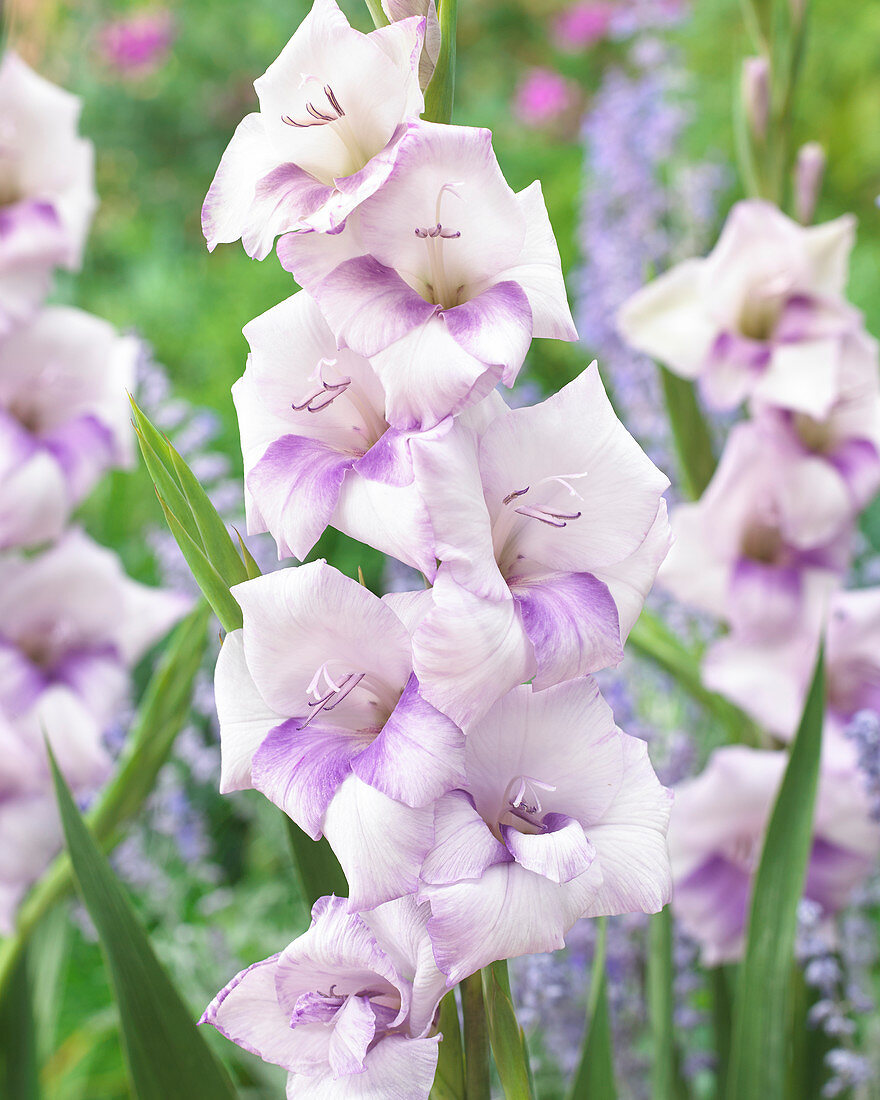 Gladiolus purple