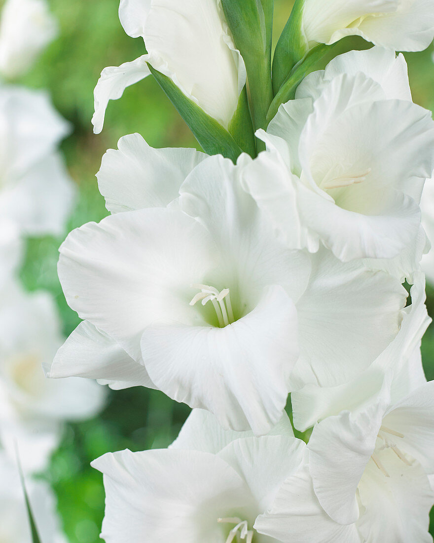 Weiße Gladiole