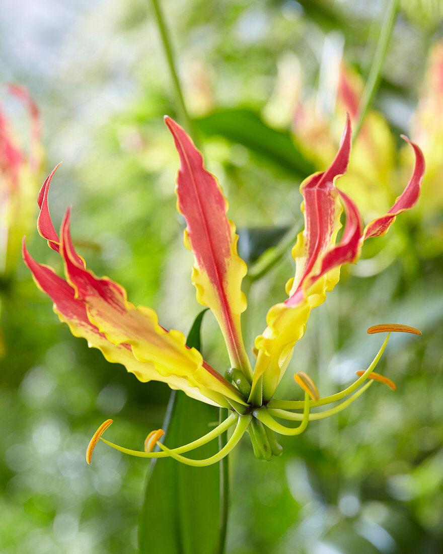 Gloriosa 'Sparkling Stripe'