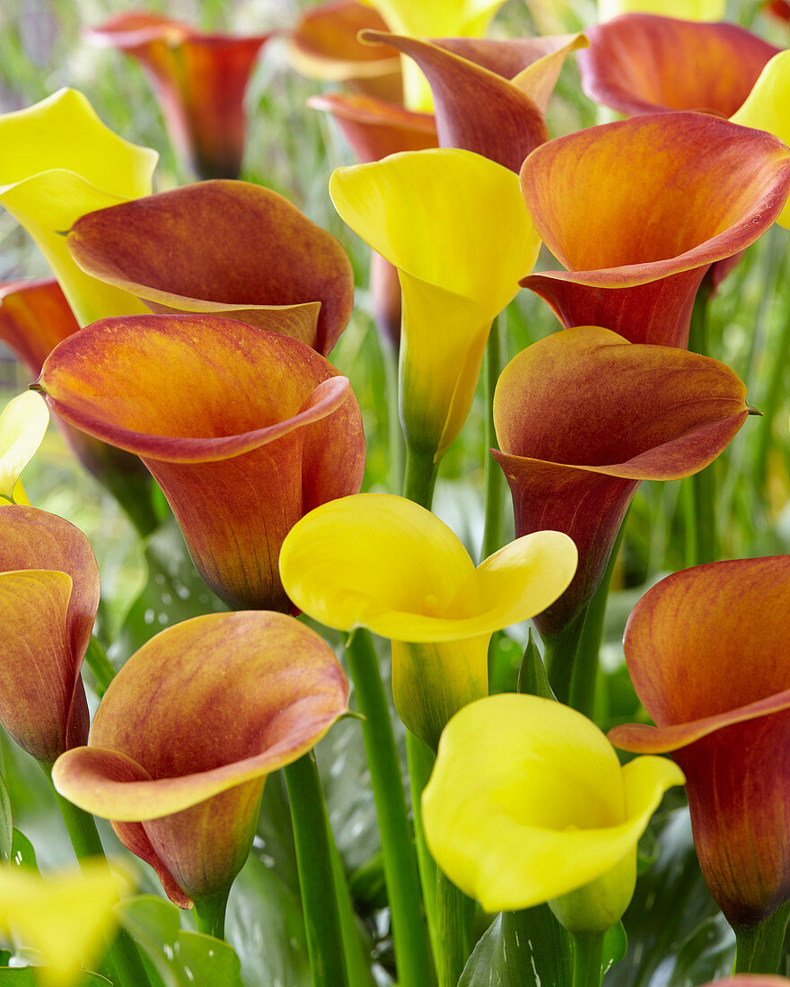 Zantedeschia mix