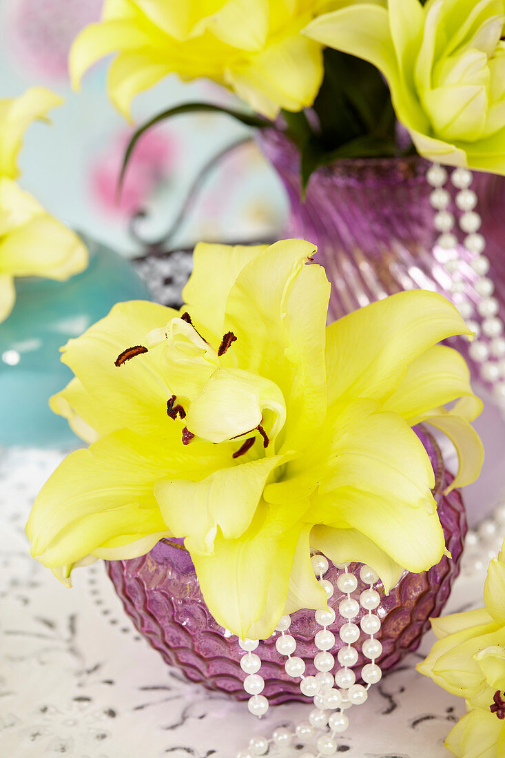 Lilium 'Exotic Sun'