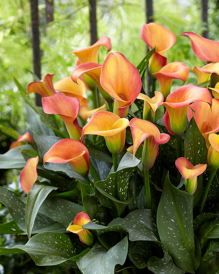 Zantedeschia 'Morning Sun'