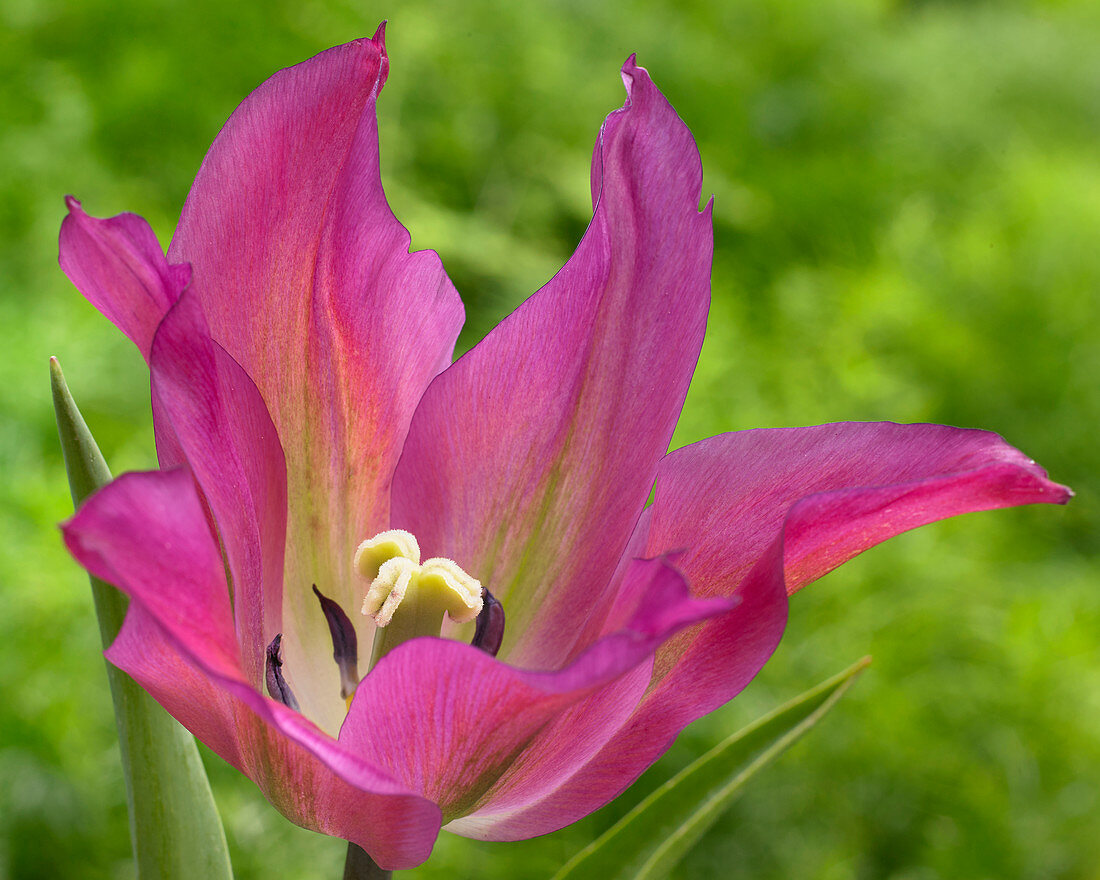 Tulipa 'Purple Dance'