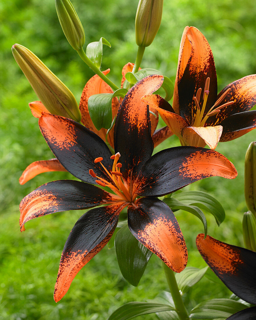 Lilium 'Paris Heart'