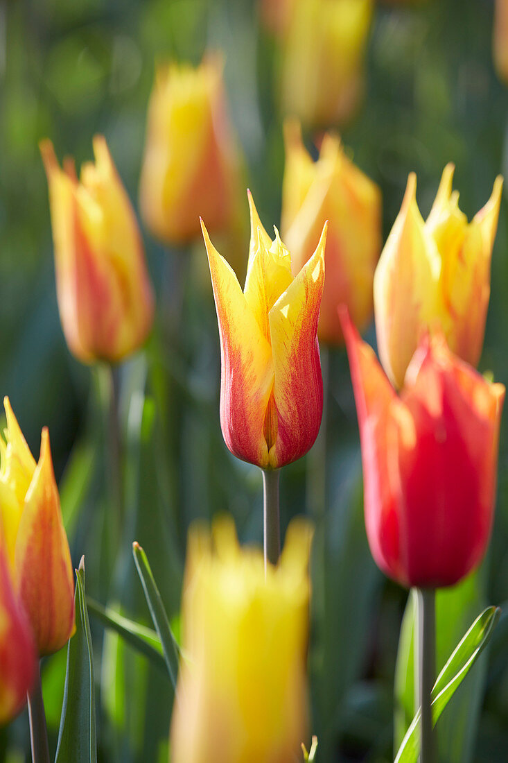 Lilienblütige Tulpen