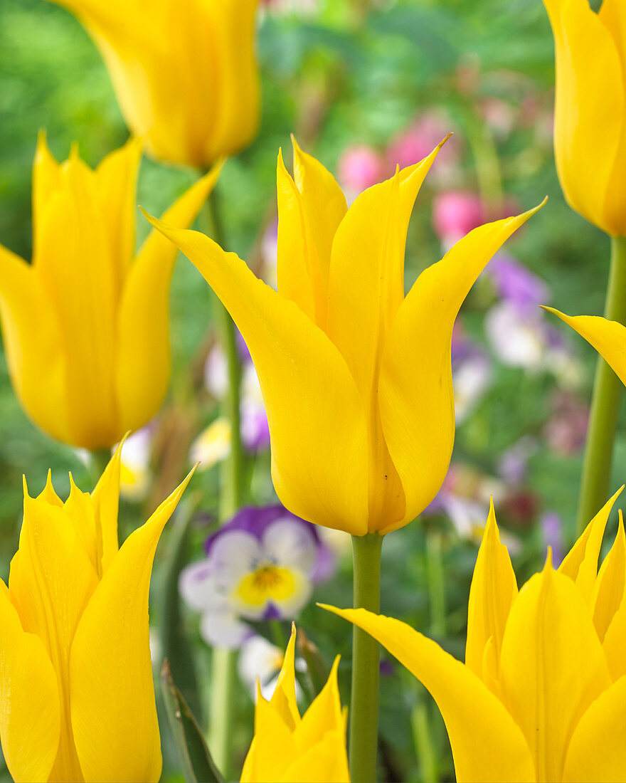 Tulipa Moonshine