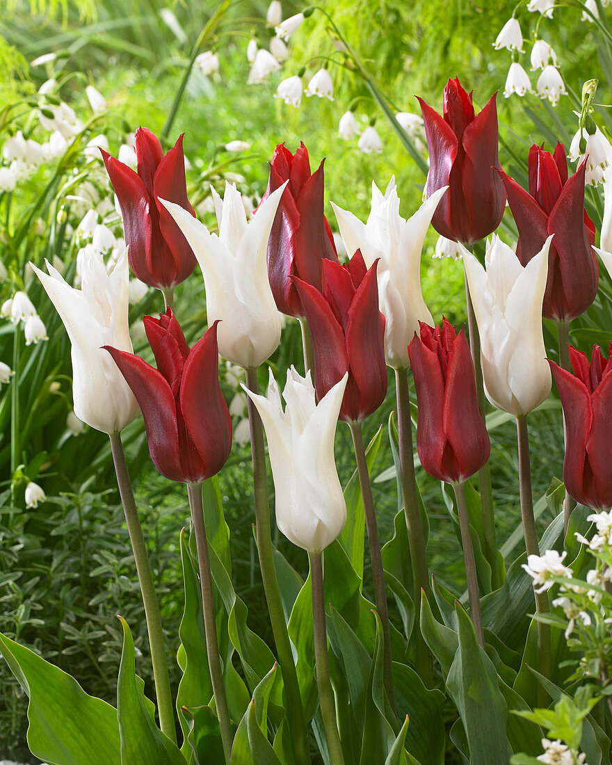 Tulipa Peter de Vries, Très Chic