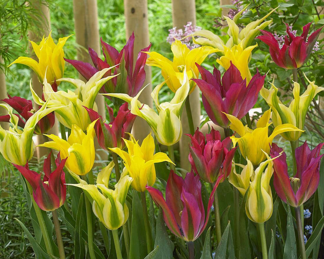 Tulipa B 17-2, Tulipa B 17-5, Tulipa B 22-2, Tulipa B-2-1