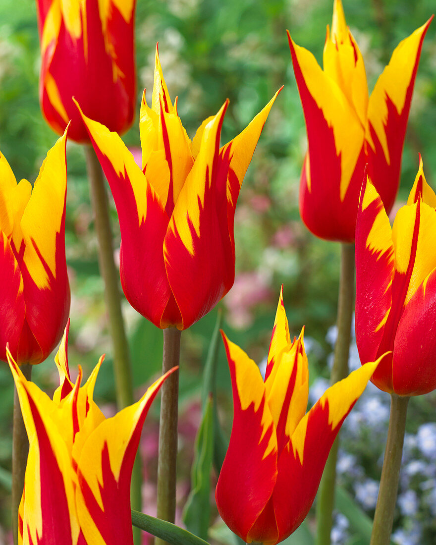 Tulipa Fire Wings