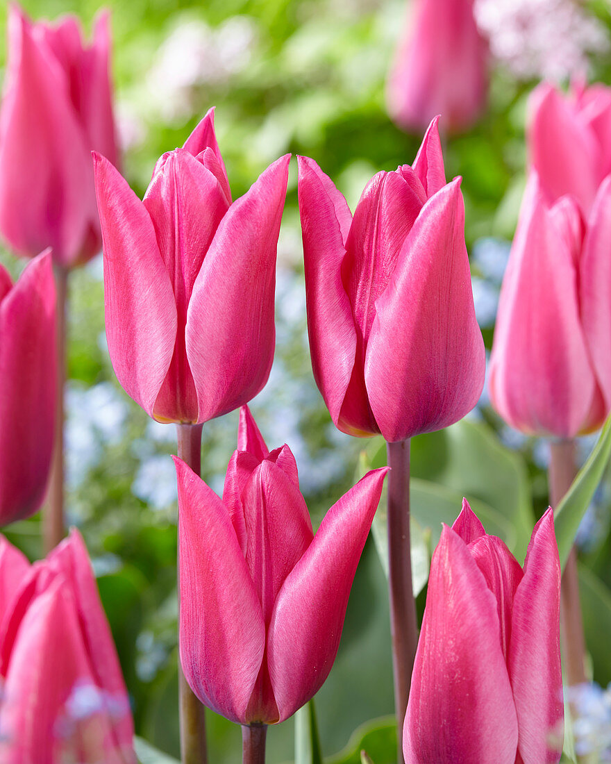 Tulipa Jazz