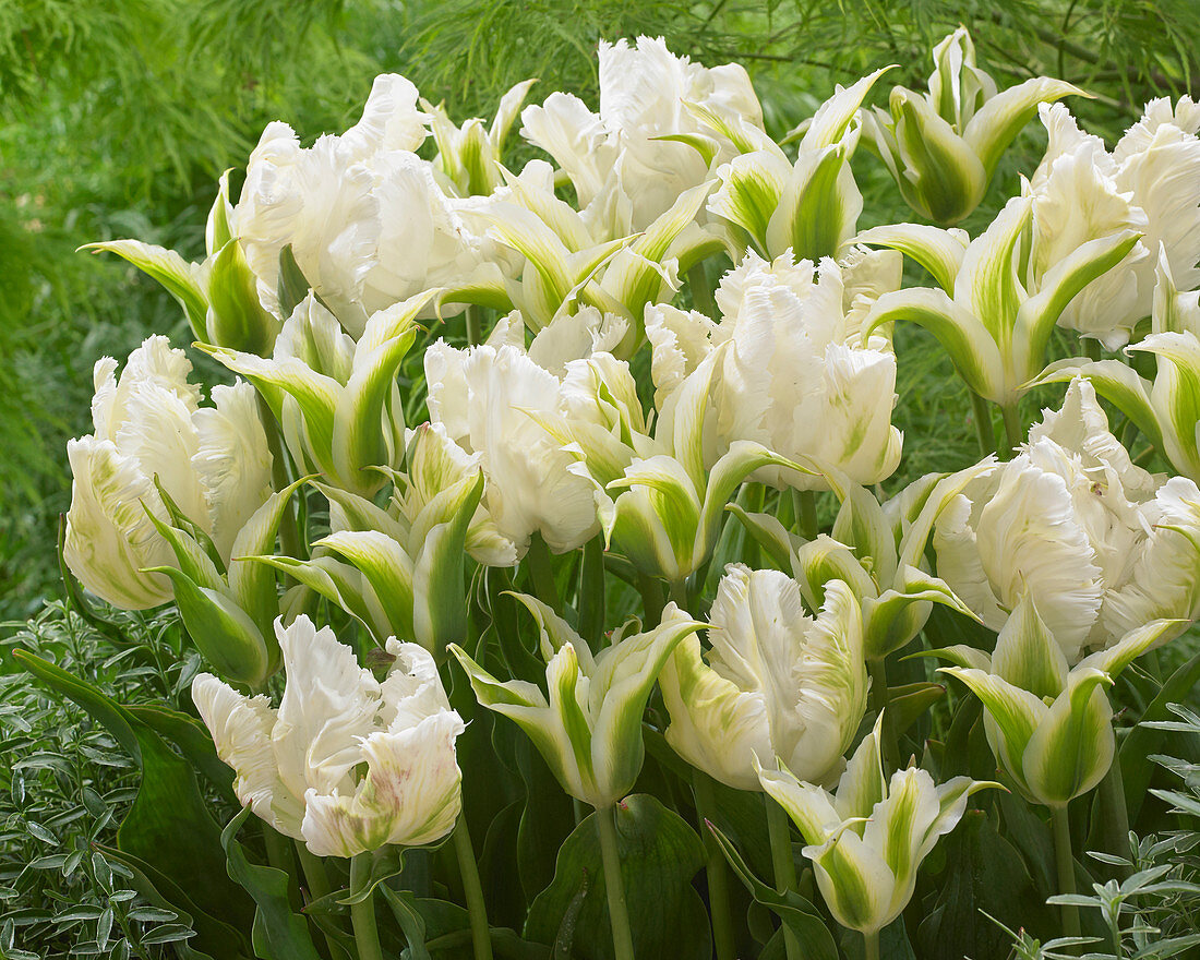 Tulipa Greenstar, White Parrot