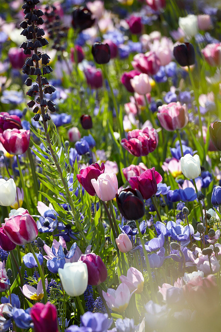 Frühlingsblumen Wiese mit Tulpen