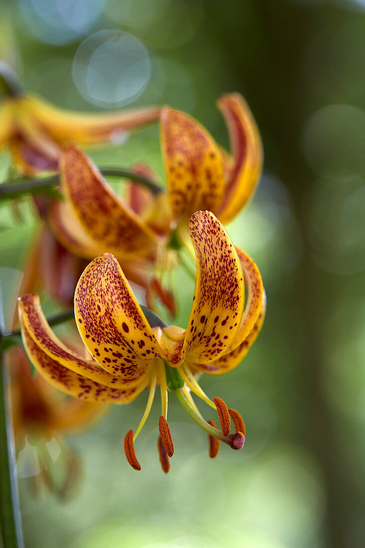 Lilium Sunny Morning