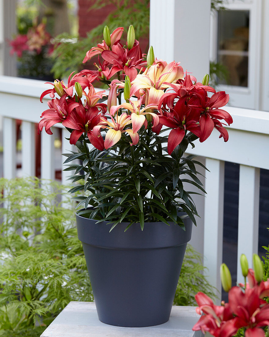 Lilium 'Delicate Joy', 'Precious Joy'