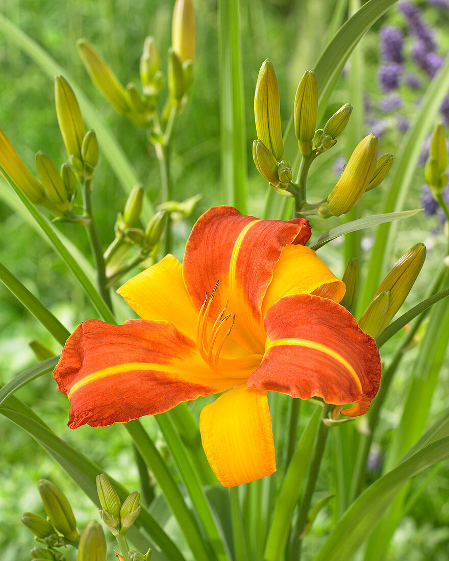 Hemerocallis 'Frans Hals'