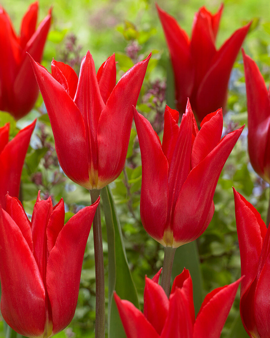 Tulipa 'Istanbul'