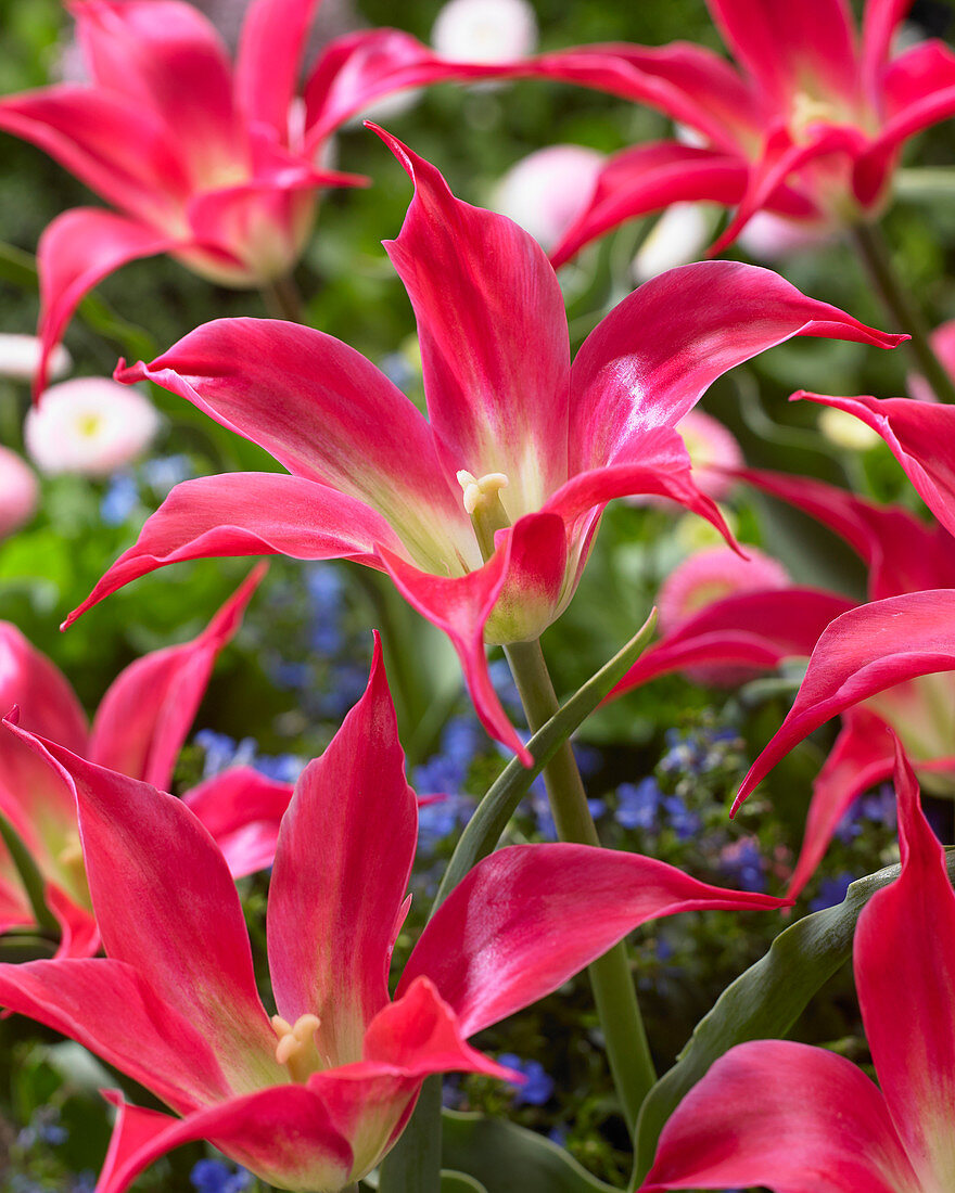 Tulipa 'Madelyn'