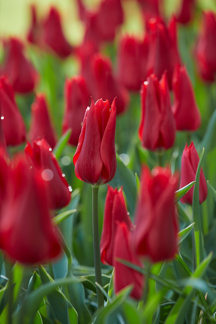 Tulipa 'Pieter de Leur'