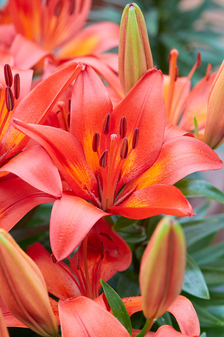 Lilium 'Matrix'