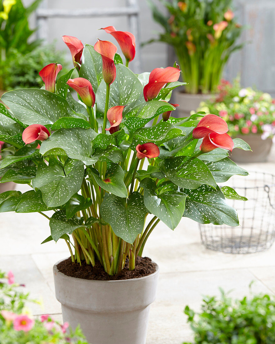 Zantedeschia 'Red Alert'