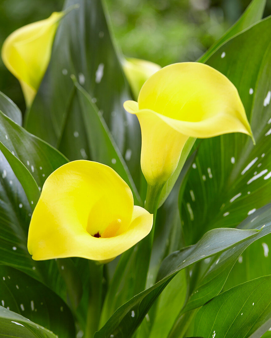 Zantedeschia 'Sunclub'