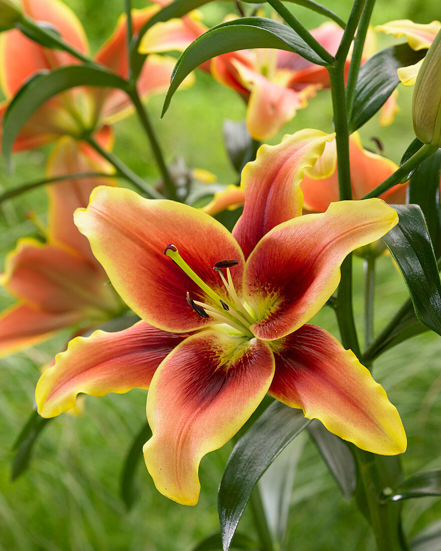 Lilium Avalon Sunset