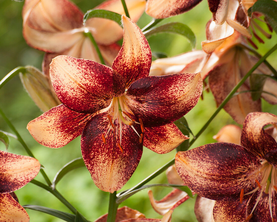 Lilium 'Chocolate Event'