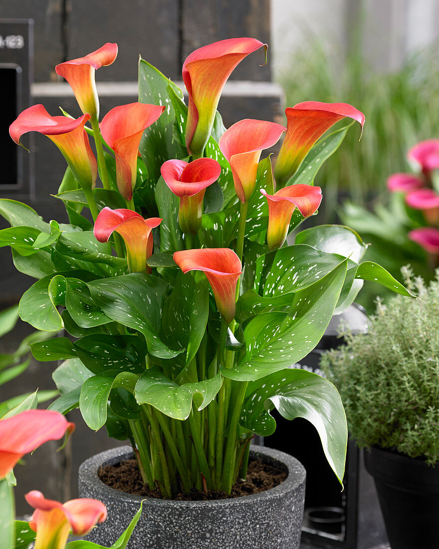 Zantedeschia 'Bloody Mary'