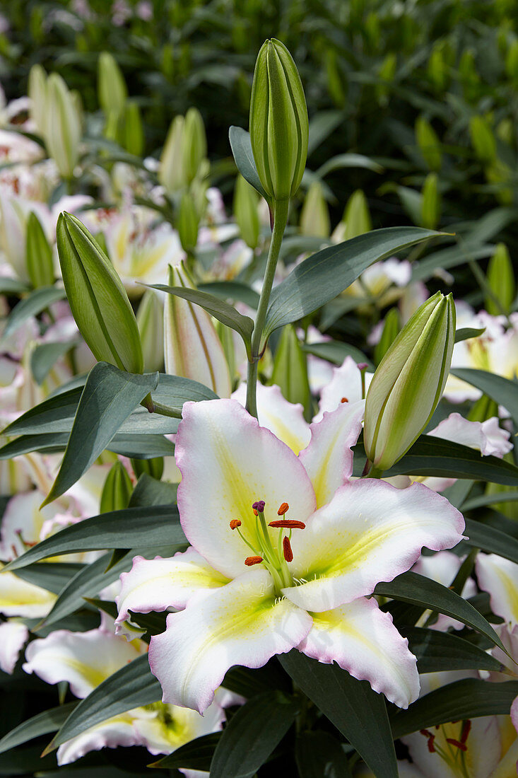 Lilium Primrose Hill