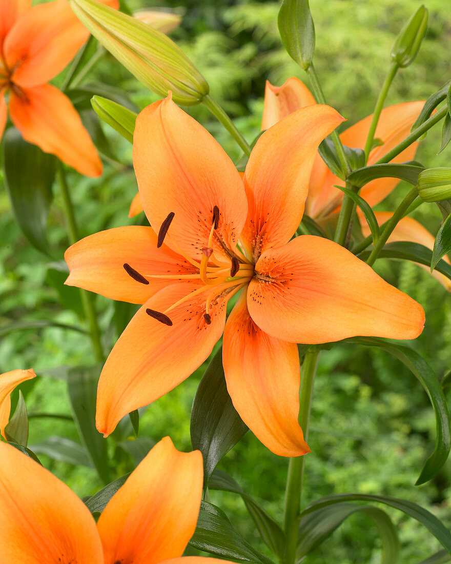 Lilium 'Sunset Boulevard'