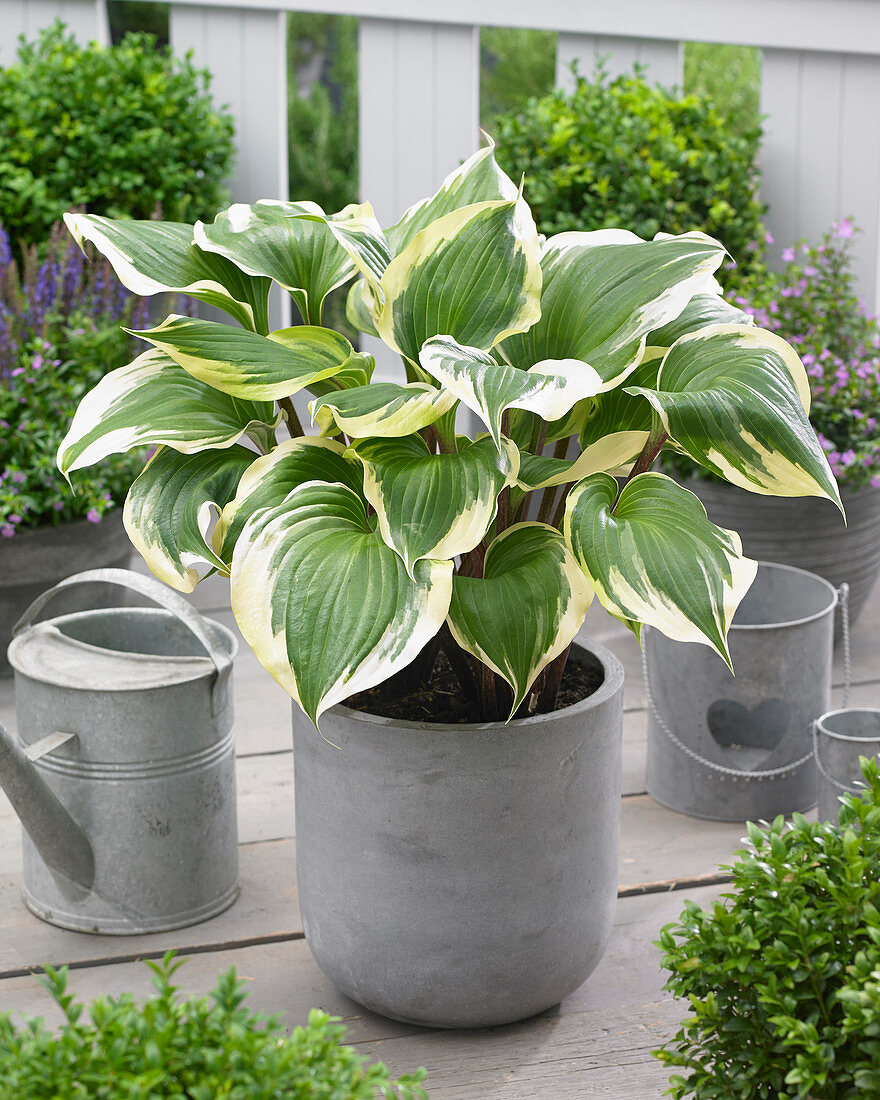 Hosta 'Proud Treasure' EUPVR