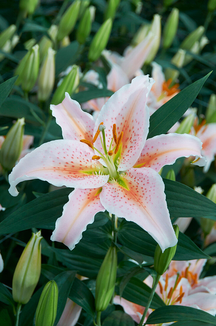 Lilium Salmon Star