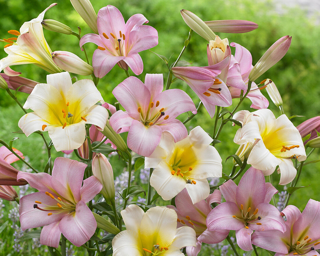 Lilium White and Pink Planet