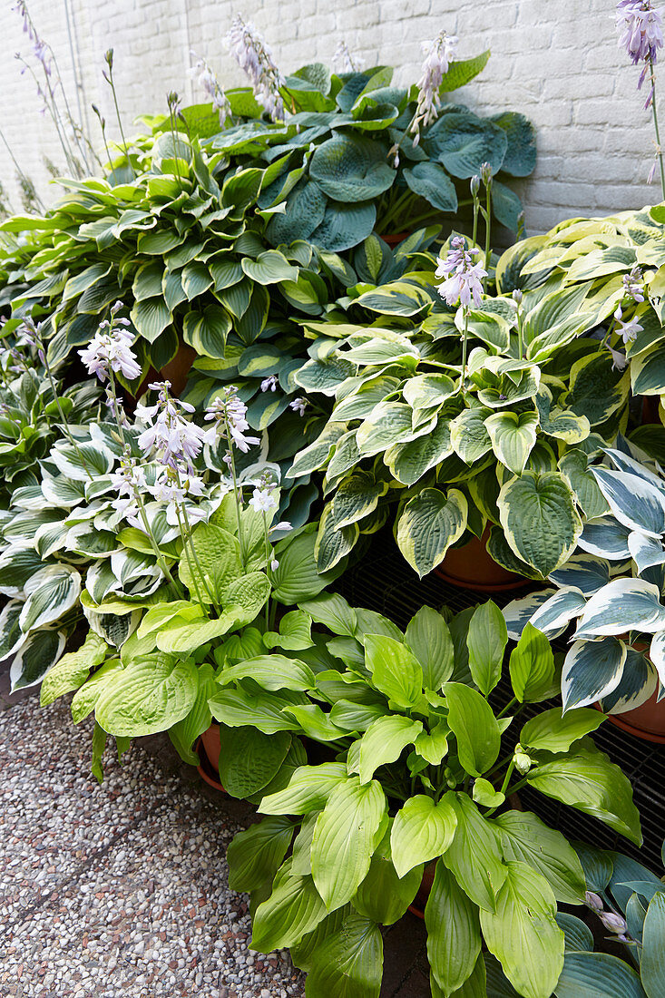 Hosta collection