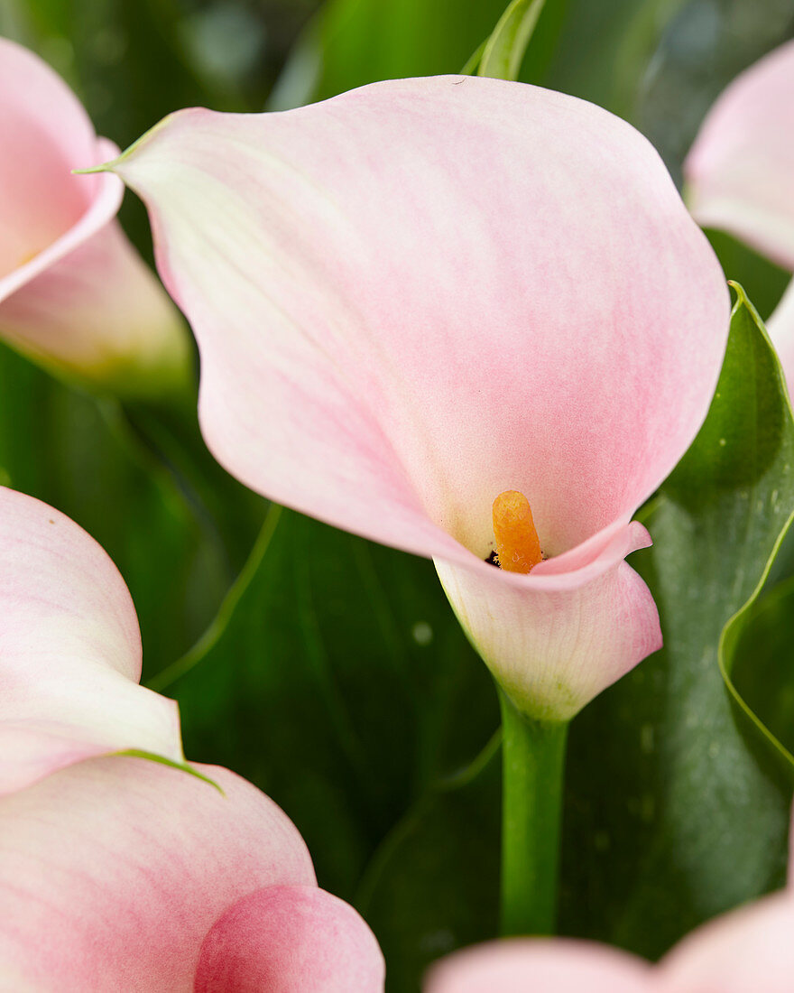 Zantedeschia Captian Melrose