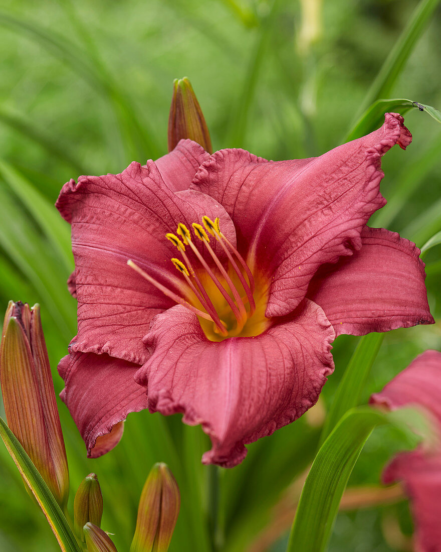 Hemerocallis 'Summer Wine'