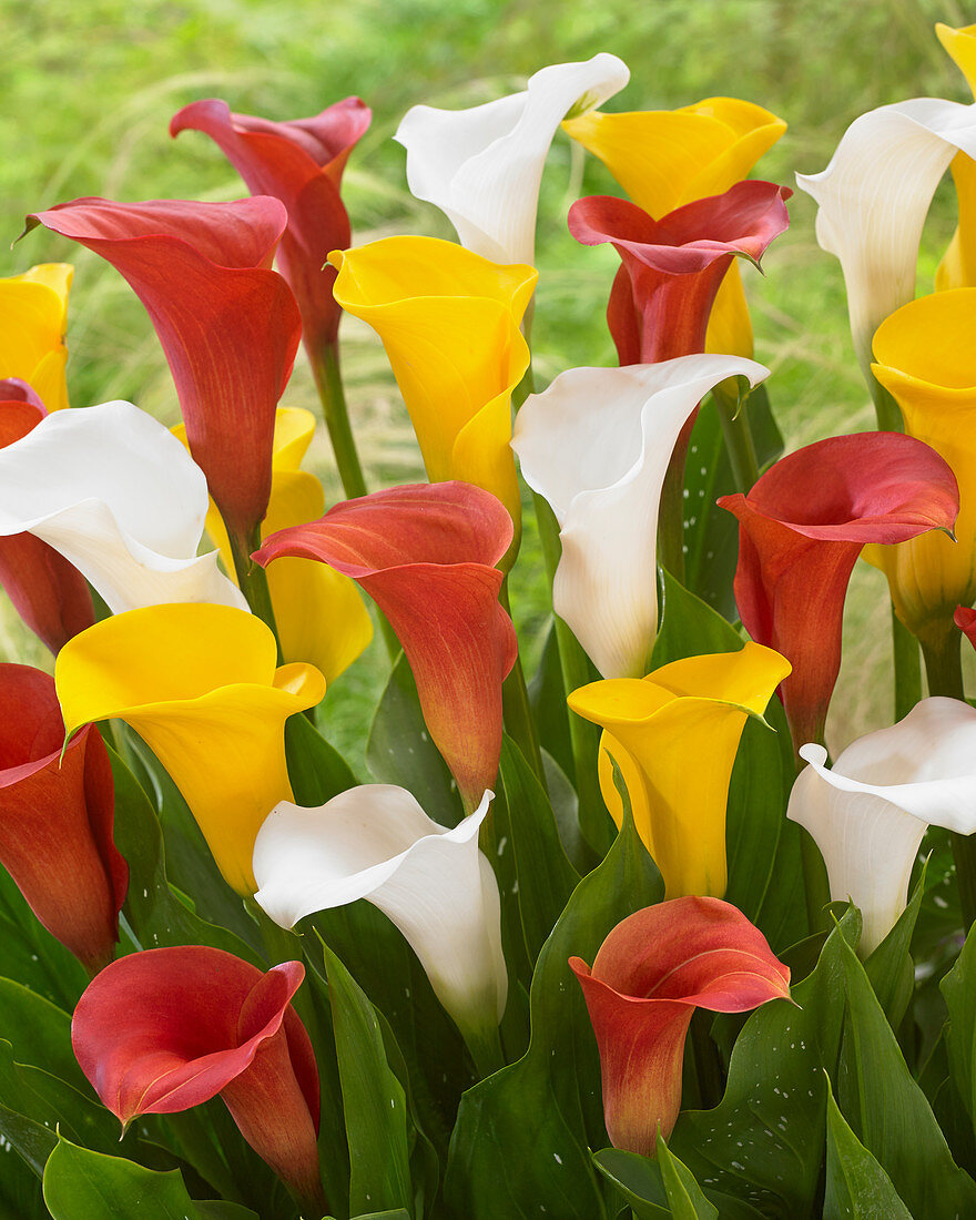 Zantedeschia mix