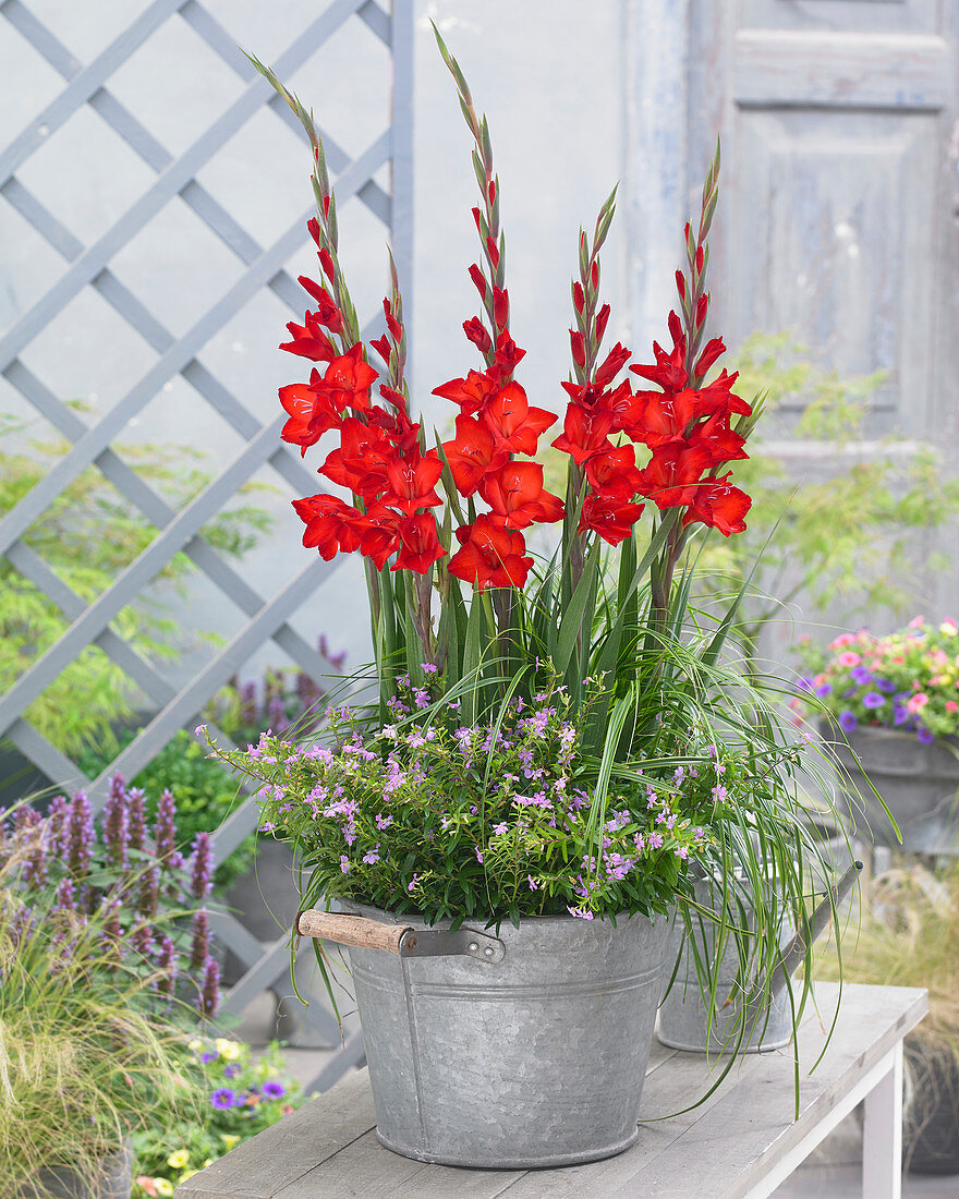 Gladiolus red