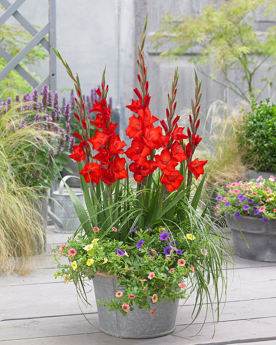 Gladiolus red