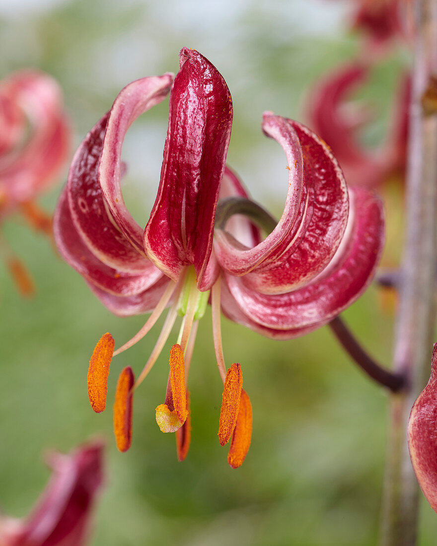 Lilium Claude Shride