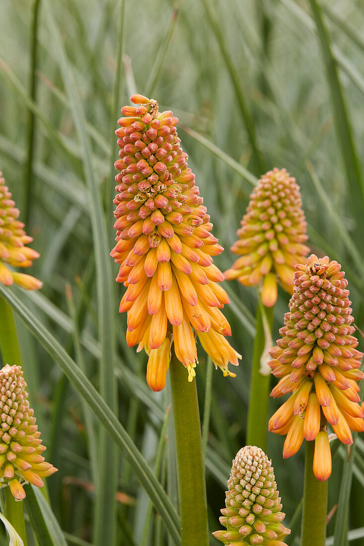 Kniphofia '44'