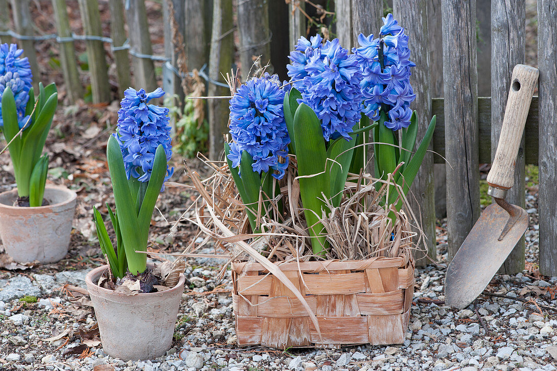 Hyazinthen 'Delft Blue' in Topf und Körbchen am Gartenzaun