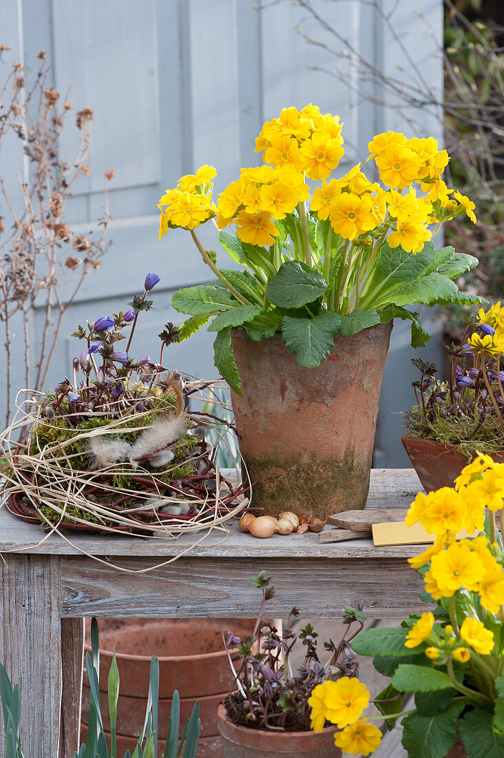 Pot arrangement with high primrose and ray anemone