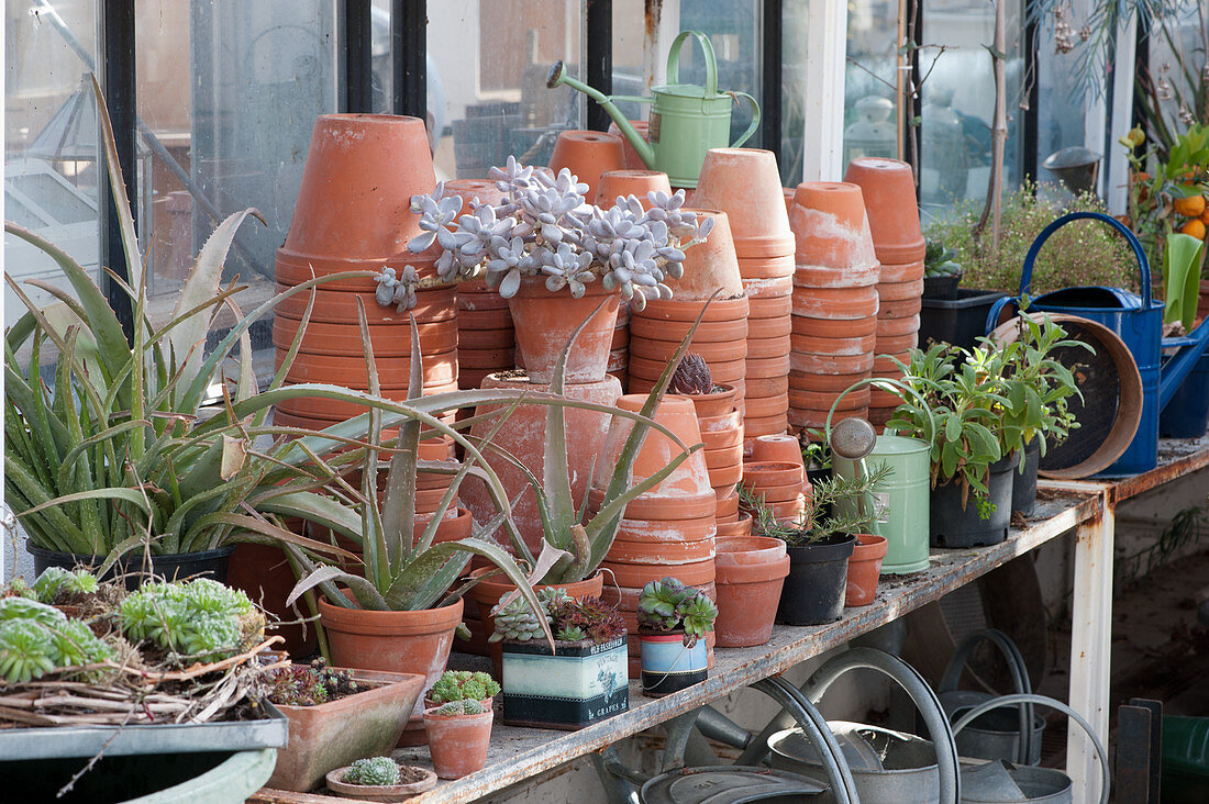 Wintering of aloe, moonstone and other succulents in the greenhouse