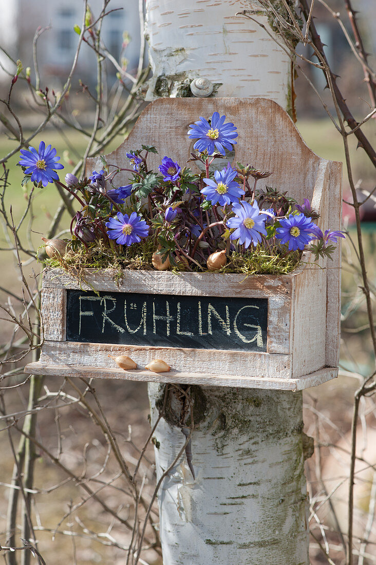 Ray anemone hung in a wooden box on a birch tree