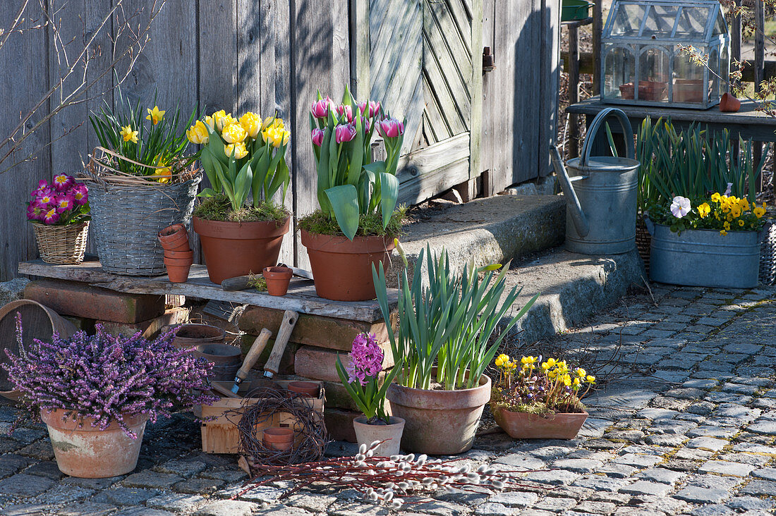 Pot arrangement with tulips, heather, daffodils, primrose and hyacinth