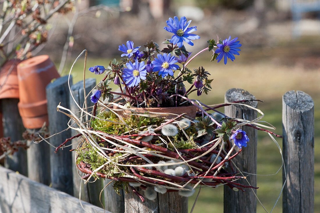 Pot with ray anemone in a wreath of twigs and moss on a garden fence
